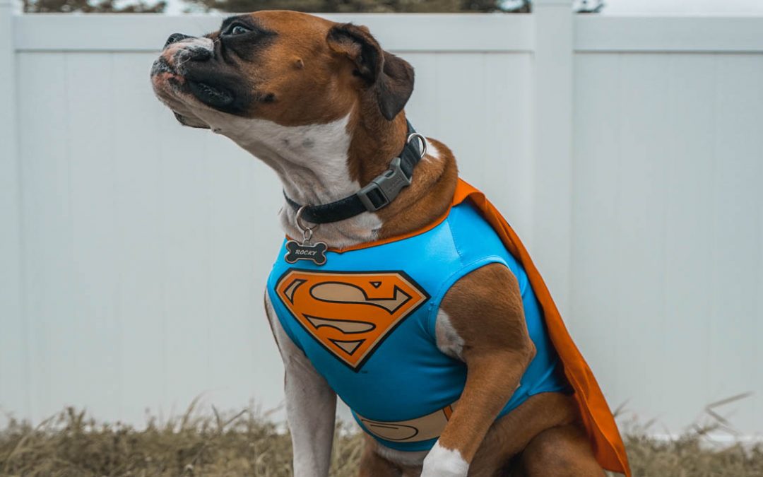 10 Unique Pet Costumes that will have you wishing everyday was Halloween!!