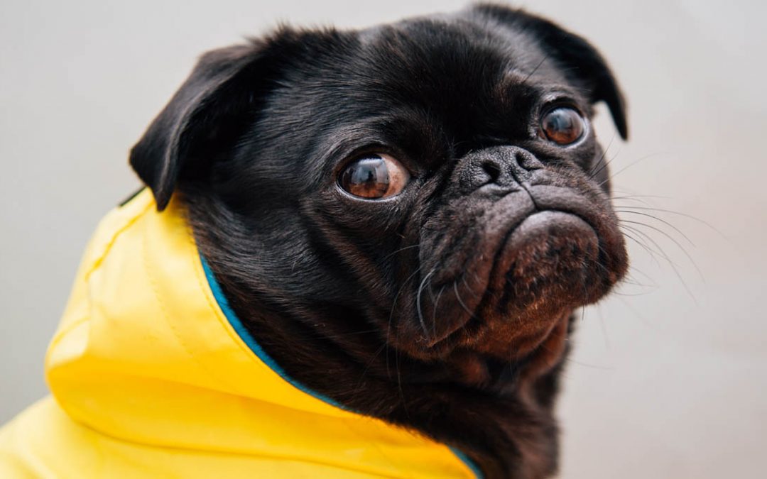 How you can find out if your dog needs a dog coat