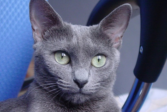 Russian blue Cat