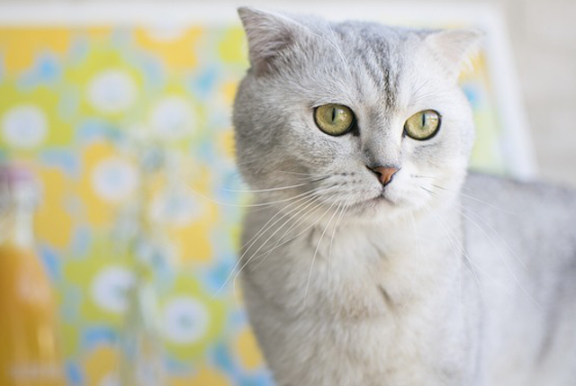 Scottish Fold Cat