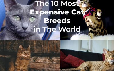 Most Expensive Cat Breeds In The World