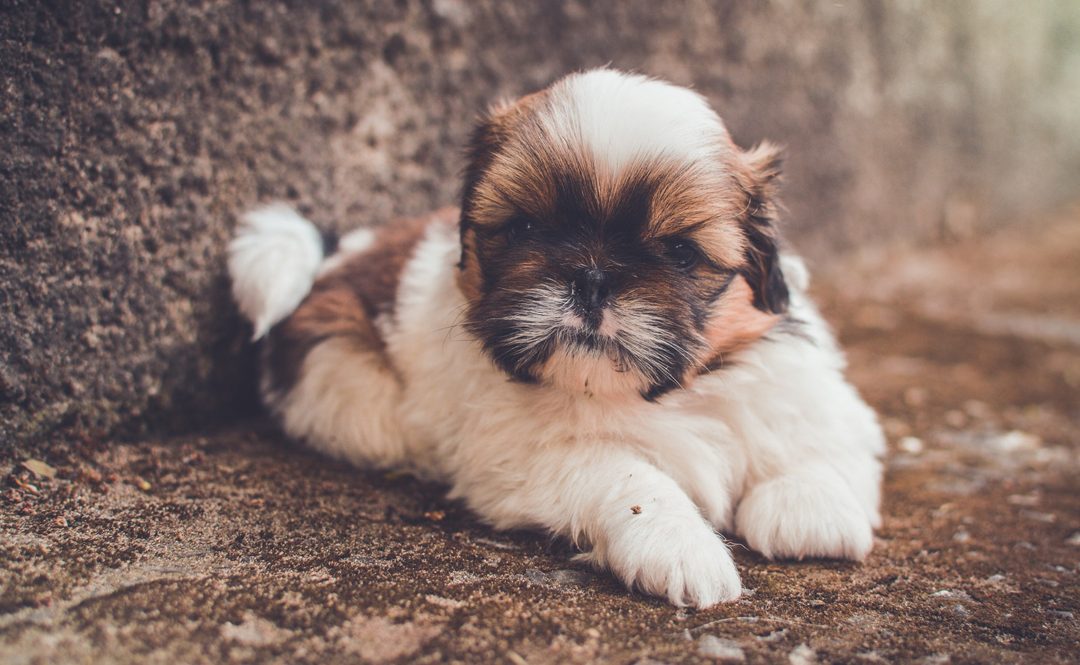 Can Shih Tzus Climb Stairs?
