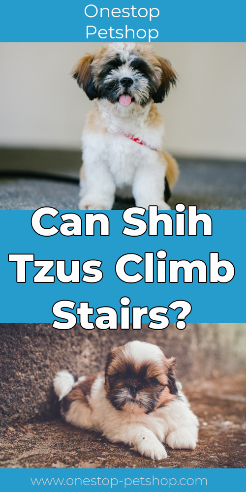 Can Shih Tzus Climb Stairs