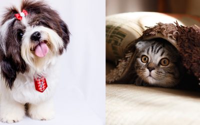 Do Shih Tzus Get Along With Cats?