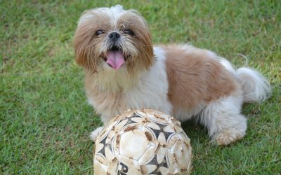 How Often Do Shih Tzus Bark