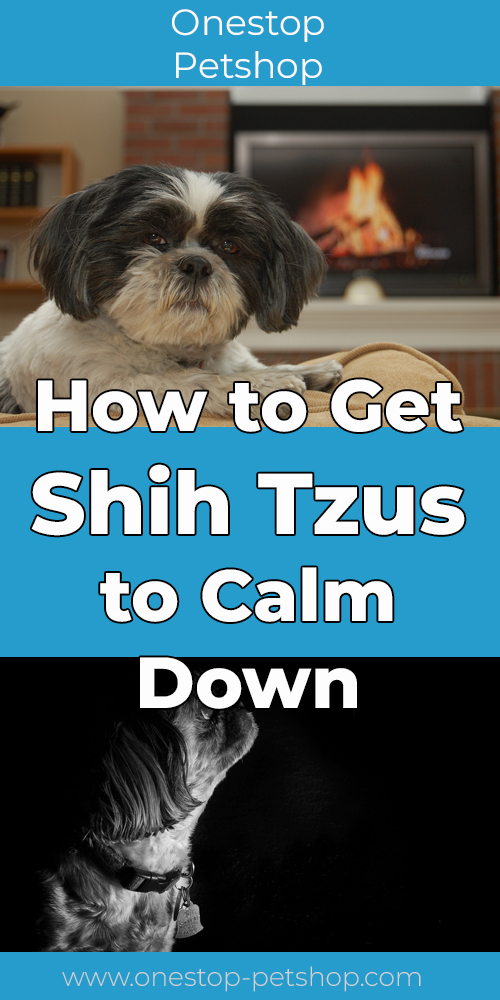 How to Get Shih Tzus to Calm Down_Pin