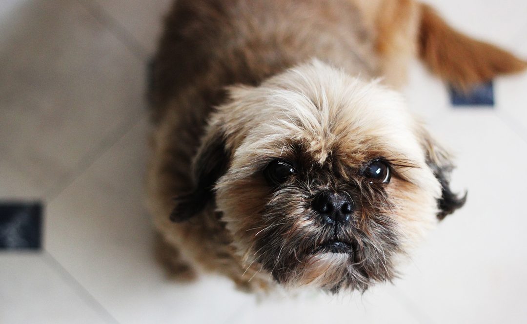 What are Shih Tzus Bred for
