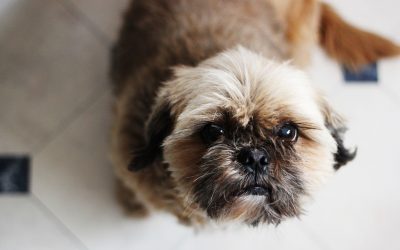 What are Shih Tzus Bred for?