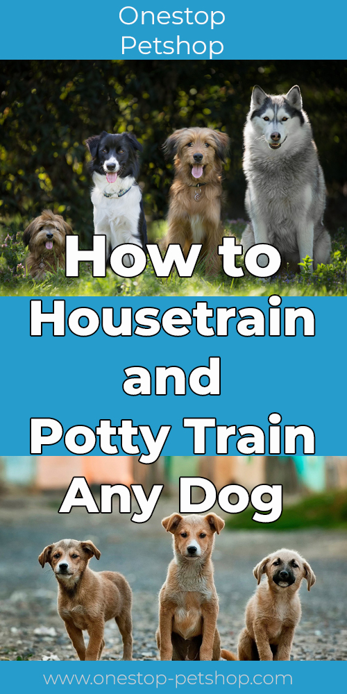 How to Housetrain and Potty Train Any Dog