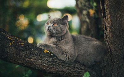 What you should know about the British Shorthair cat
