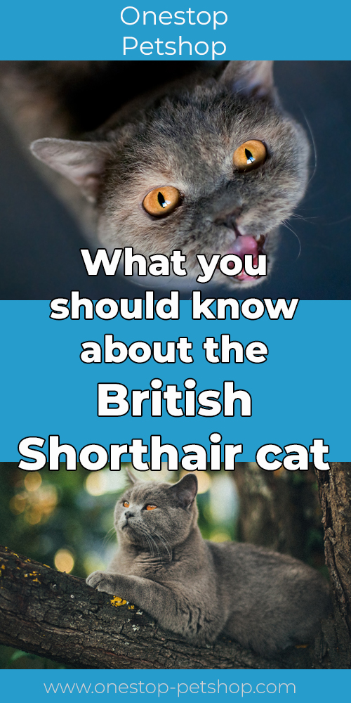 What you should know about the British Shorthair