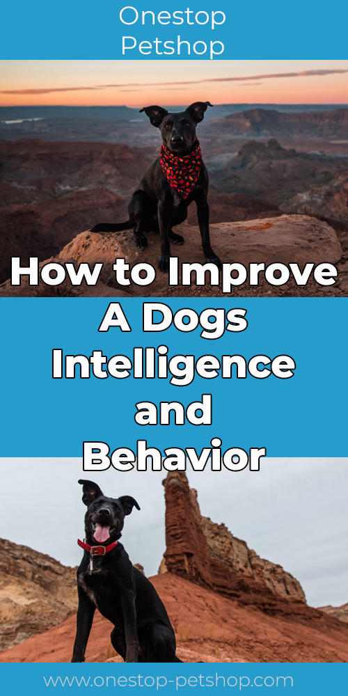 How to Improve A Dogs Intelligence and Behavior