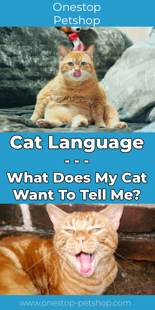 Cat Language Pinterest