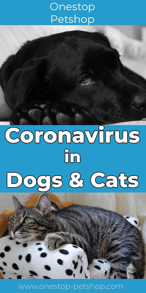 Coronavirus in dogs and cats Pinterest