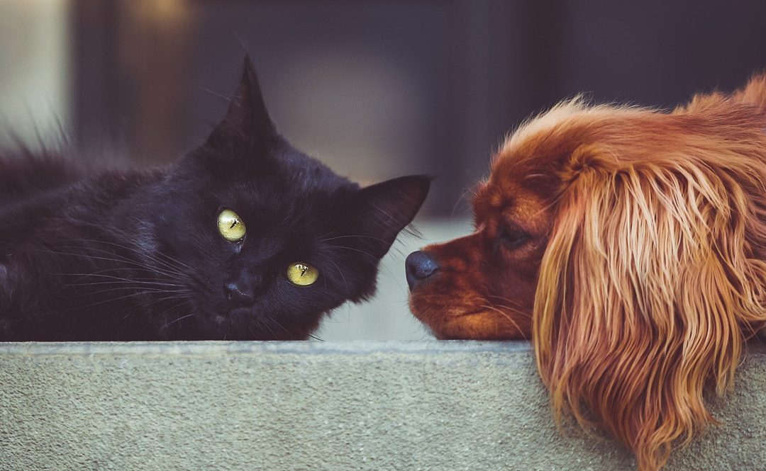 How to get dog and cat used to each other