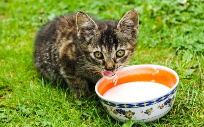 May Cats Drink Milk – A Quick Overview