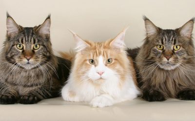 The Maine Coon Cat Breed – A Fact Overview