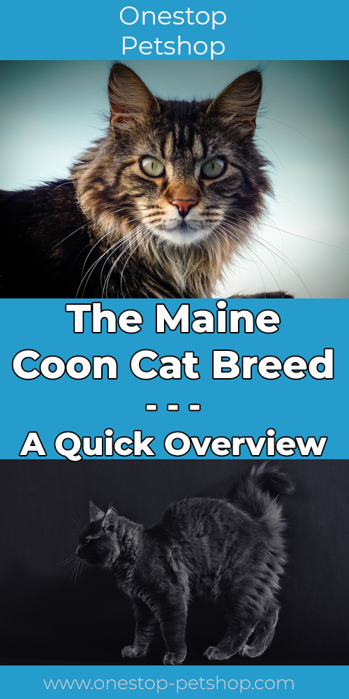 The Maine Coon Cat Breed Pinterest