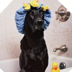 Wellness Day With Your Dog - Pure Relaxation