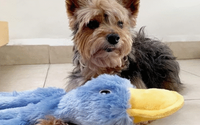 Crinkle Dog Toy Review: Is This the Top No-Stuffing Choice?