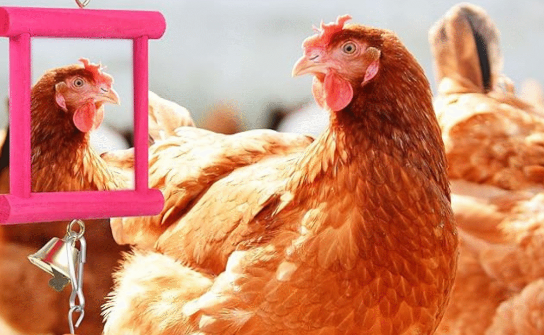 Hanging Swing Mirror Review: Will Your Birds Love This Toy?