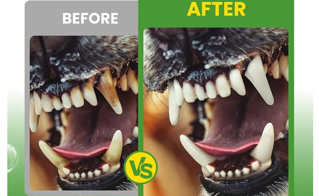 Dog Teeth Cleaning Powder Review: Does BuddyCheer Really Work?