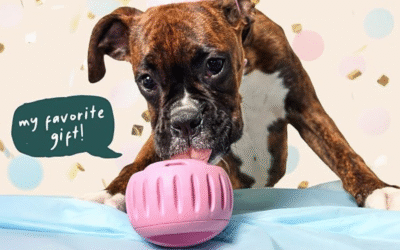 WOOF Party Pupsicle Review: The Best Interactive Toy for Dogs?