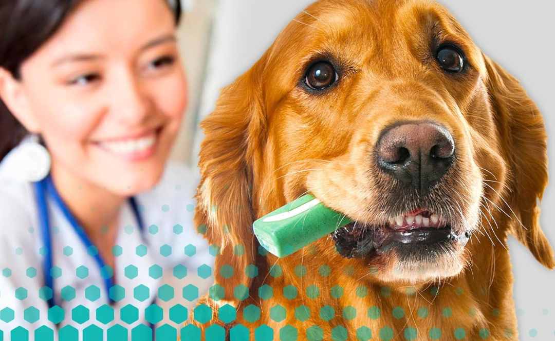Dental Chews for Dogs