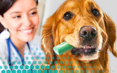 Best Dental Chews for Dogs: Can They Really Clean Teeth?
