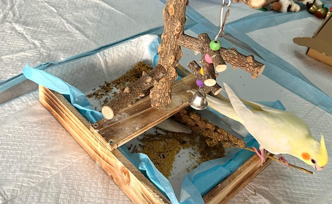 Natural Wood Bird Playground