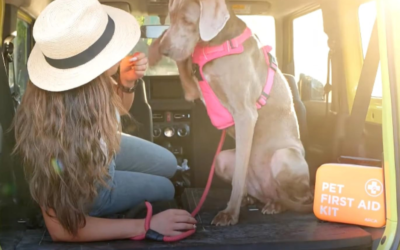 Pet First Aid Kit Review: Complete Guide to the ARCA 75-Piece Emergency Kit for Dogs & Cats