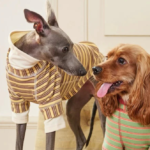 Stylish Dog Clothes: Complete Guide to Fashion, Fit & Function for Every Breed Stylish Dog Clothes