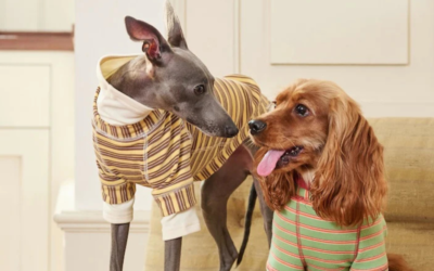 Stylish Dog Clothes: Complete Guide to Fashion, Fit & Function for Every Breed