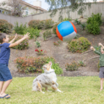 Best Big Air Fetch And Herding Ball Dog Toy